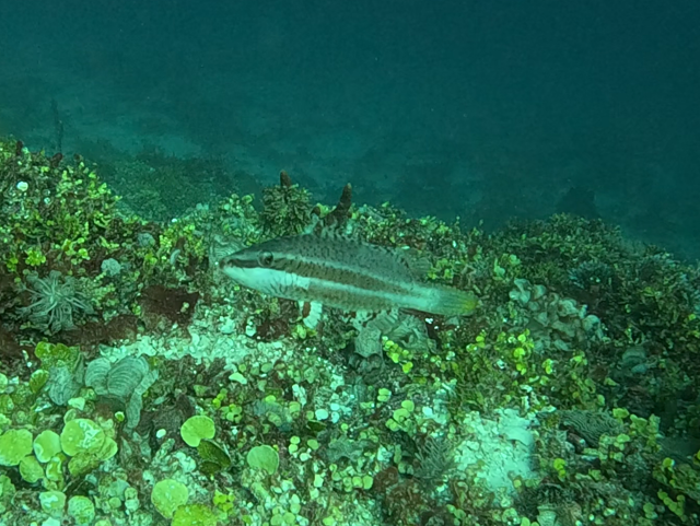 Click to View Linedcheeked Wrasse -juvenile<br><span style='font-size:12px'><i>Dave & Rose</i></span>