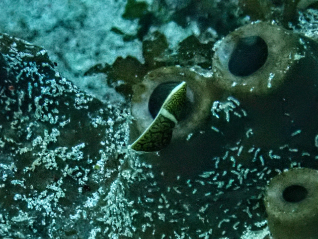 Click to View Lined Wrasse - juvenile<br><span style='font-size:12px'><i>Dave & Rose</i></span>