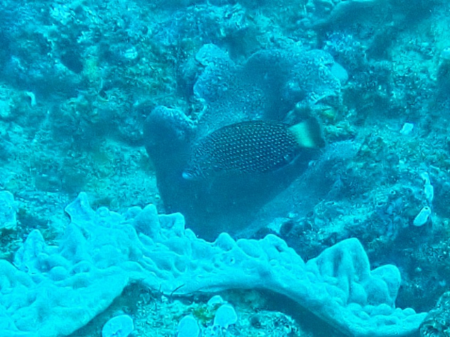 Click to View Lined Wrasse<br><span style='font-size:12px'><i>Dave & Rose</i></span>