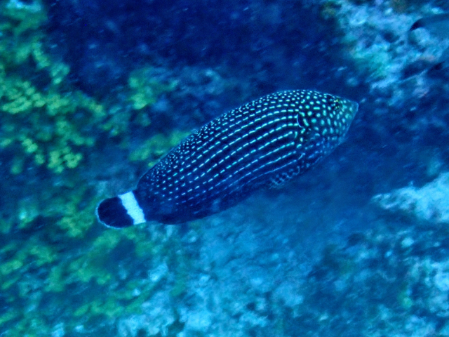 Click to View Lined Wrasse<br><span style='font-size:12px'><i>Dave & Rose</i></span>