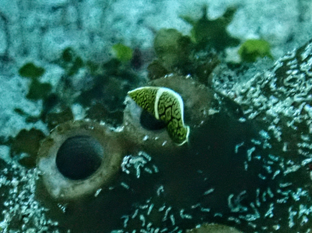 Click to View Lined Wrasse - juvenile<br><span style='font-size:12px'><i>Dave & Rose</i></span>