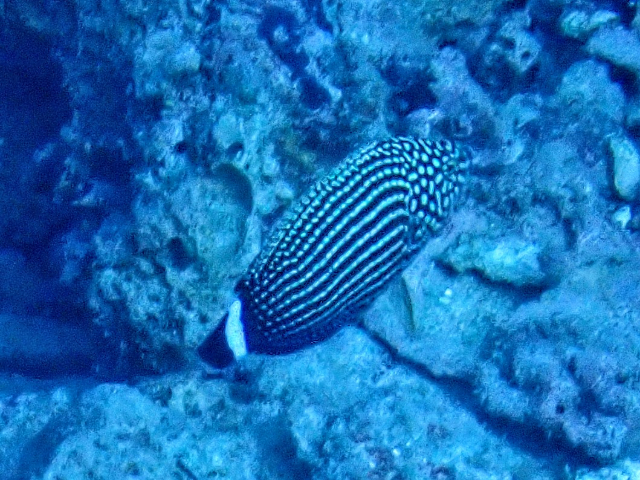 Click to View Lined Wrasse<br><span style='font-size:12px'><i>Dave & Rose</i></span>