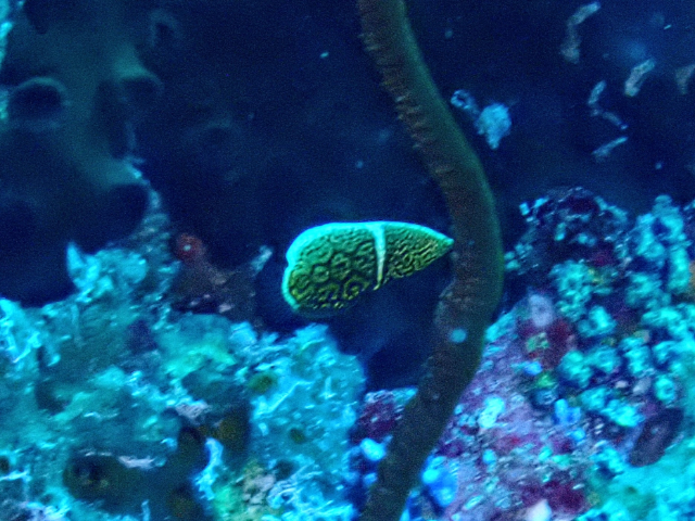 Click to View Lined Wrasse<br><span style='font-size:12px'><i>Dave & Rose</i></span>