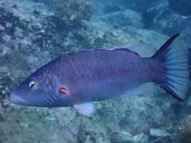 Click to View Linedcheeked Wrasse<br><span style='font-size:12px'><i>Dave & Rose</i></span>