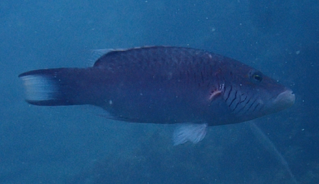 Click to View Linedcheeked Wrasse<br><span style='font-size:12px'><i>Dave & Rose</i></span>