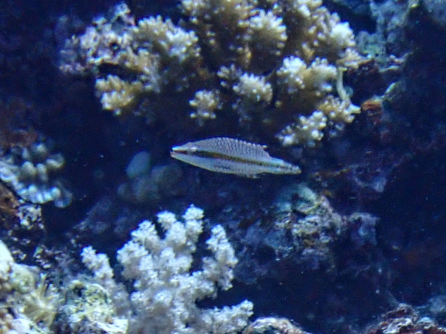 Click to View Linedcheeked Wrasse - juvenile<br><span style='font-size:12px'><i>Dave & Rose</i></span>