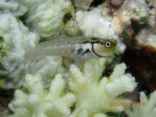Click to View Little Combtooth Blenny<br><span style='font-size:12px'><i>iNaturalist</i></span>