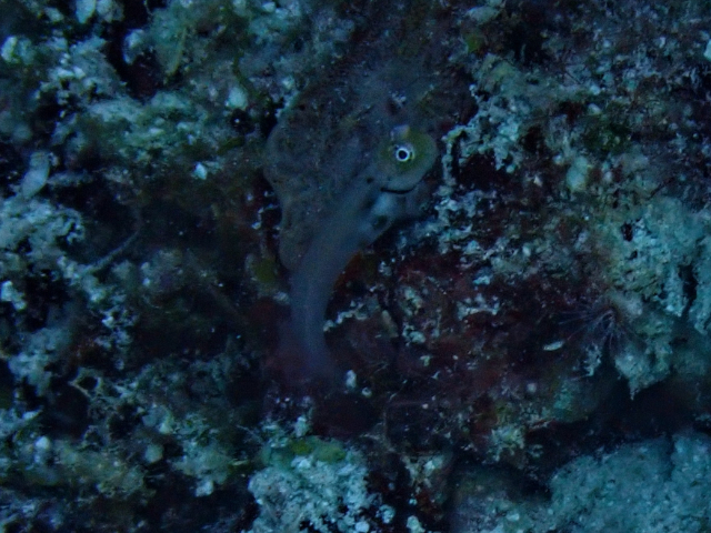 Click to View Little Combtooth Blenny<br><span style='font-size:12px'><i>Dave & Rose</i></span>