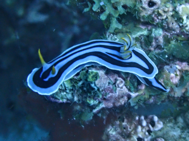 Click to View Loch's Chromodoris<br><span style='font-size:12px'><i>Dave & Rose</i></span>