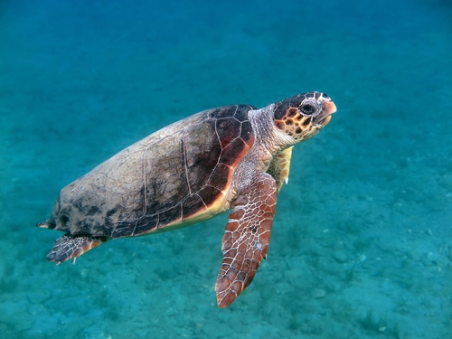 Click to View Loggerhead Sea Turtle<br><span style='font-size:12px'><i>iNaturalist</i></span>