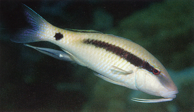 Click to View Long-barbel Goatfish<br><span style='font-size:12px'><i>Fishbase</i></span>