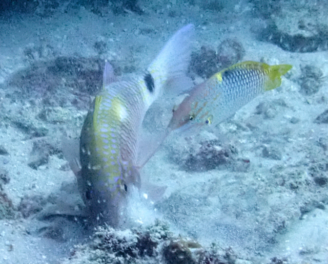 Click to View Chequerboard Wrasse scavenging w Long-barbel Goatfish<br><span style='font-size:12px'><i>Dave & Rose</i></span>