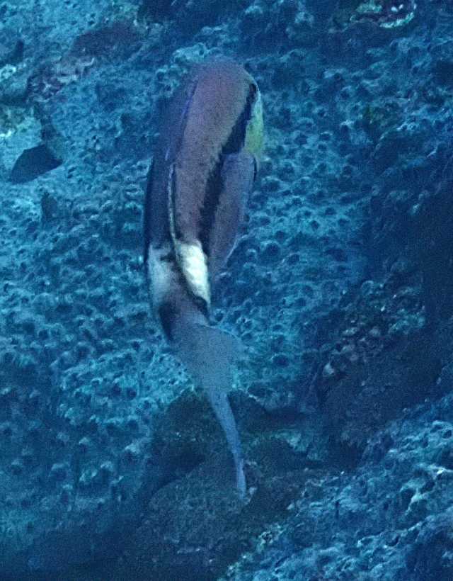 Click to View Long-barbel Goatfish<br><span style='font-size:12px'><i>Dave & Rose</i></span>