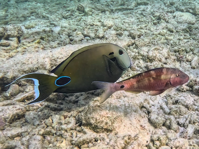 Long-barbel Goatfish<br><span style='font-size:12px'><i>Dave & Rose</i></span>