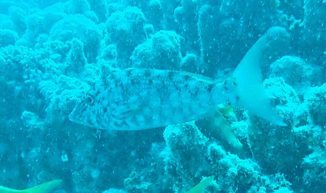 Click to View Longface Emperor<br><span style='font-size:12px'><i>Dave & Rose</i></span>