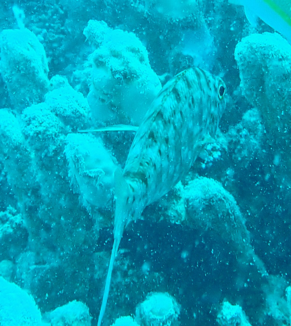 Click to View Longface Emperor<br><span style='font-size:12px'><i>Dave & Rose</i></span>