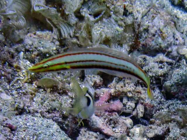 Click to View Longface Wrasse - JP<br><span style='font-size:12px'><i>Dave & Rose</i></span>