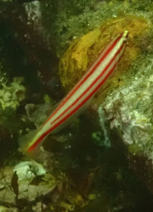 Click to View Longface Wrasse Juv<br><span style='font-size:12px'><i>Dave & Rose</i></span>
