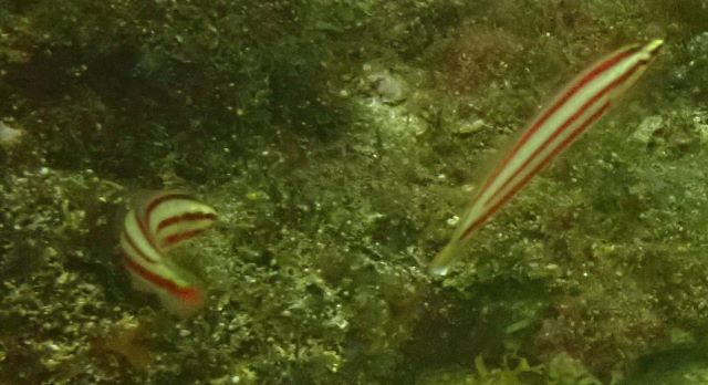 Click to View Longface Wrasse Juv<br><span style='font-size:12px'><i>Dave & Rose</i></span>