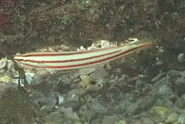 Click to View Longface Wrasse<br><span style='font-size:12px'><i>Dave & Rose</i></span>