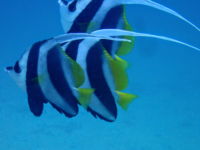 Click to View Longfin Bannerfish<br><span style='font-size:12px'><i>Dave & Rose</i></span>