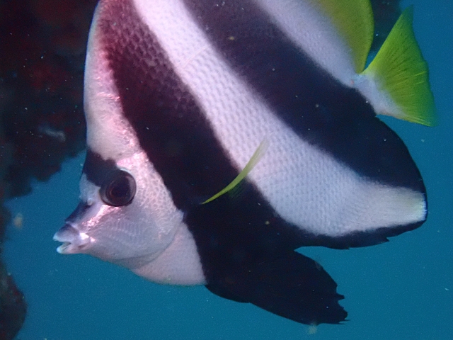 Red Sea Bannerfish<br><span style='font-size:12px'><i>Dave & Rose</i></span>