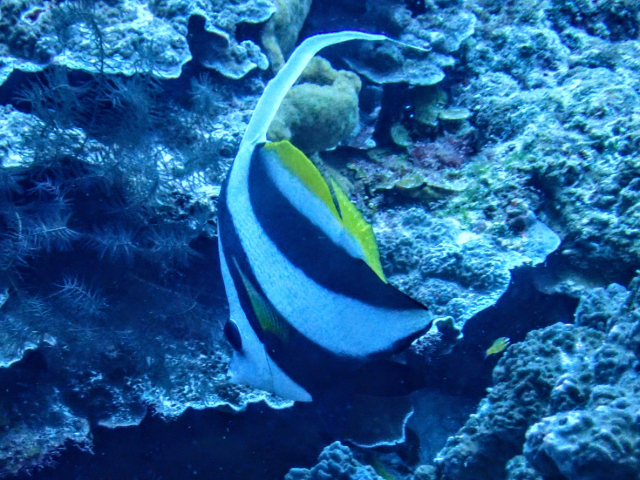 Click to View Longfin Bannerfish<br><span style='font-size:12px'><i>Dave & Rose</i></span>