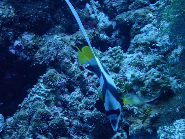 Click to View Longfin Bannerfish<br><span style='font-size:12px'><i>Dave & Rose</i></span>