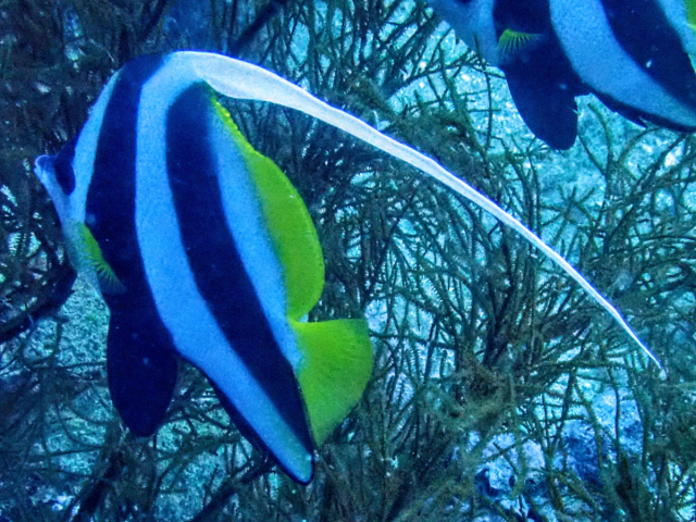 Click to View Longfin Bannerfish<br><span style='font-size:12px'><i>Dave & Rose</i></span>