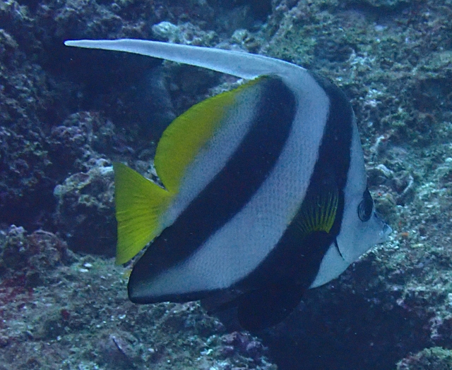 Red Sea Bannerfish<br><span style='font-size:12px'><i>Dave & Rose</i></span>