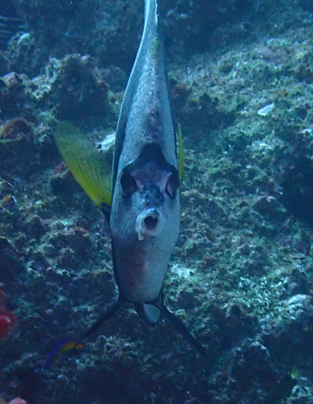 Red Sea Bannerfish<br><span style='font-size:12px'><i>Dave & Rose</i></span>