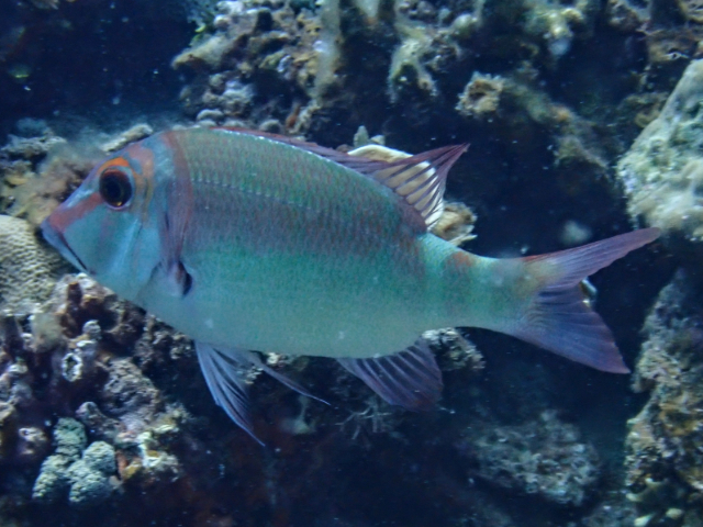 Longfin Emperor<br><span style='font-size:12px'><i>Dave & Rose</i>&nbsp&nbspPhilippines&nbsp&nbsp2nd May 2026</span>