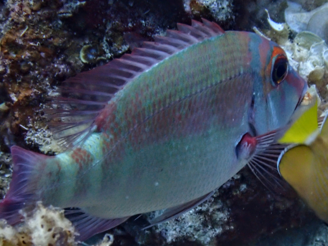 Longfin Emperor<br><span style='font-size:12px'><i>Dave & Rose</i></span>