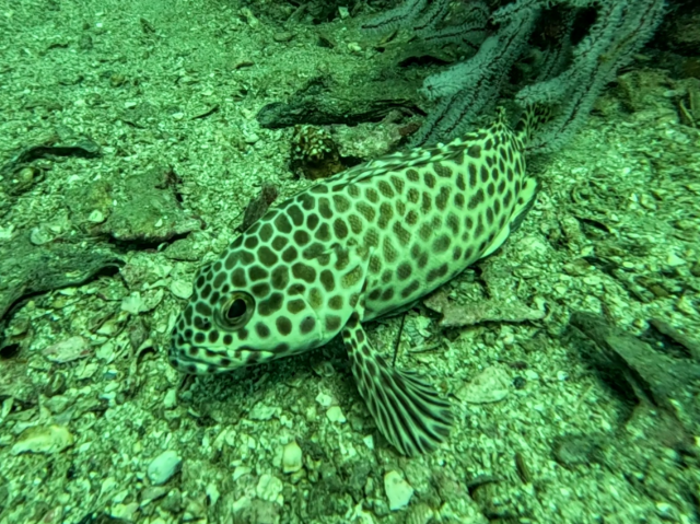 Longfin Grouper<br><span style='font-size:12px'><i>Dave & Rose</i>&nbsp&nbspThailand&nbsp&nbsp19th Sep 2025</span>