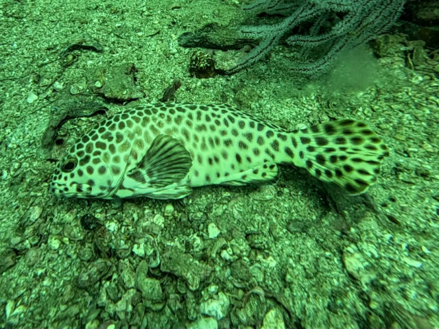 Longfin Grouper<br><span style='font-size:12px'><i>Dave & Rose</i></span>
