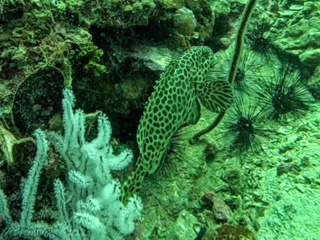 Longfin Grouper<br><span style='font-size:12px'><i>Dave & Rose</i></span>