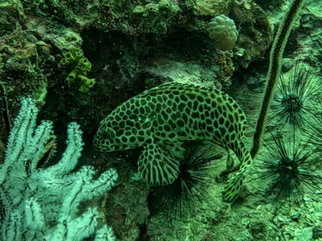 Longfin Grouper<br><span style='font-size:12px'><i>Dave & Rose</i></span>