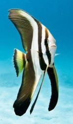 Click to View Longfin Spadefish<br><span style='font-size:12px'><i>Fishbase</i></span>