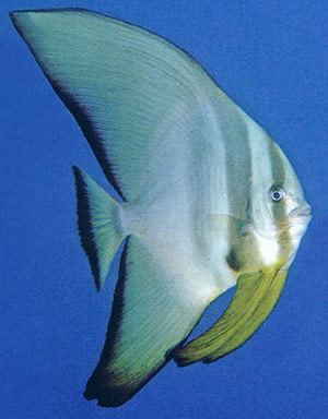 Click to View Longfin Spadefish<br><span style='font-size:12px'><i>Fishbase</i></span>
