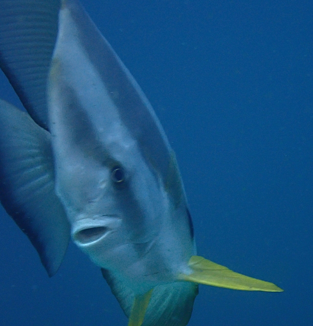 Click to View Longfin Spadefish<br><span style='font-size:12px'><i>Dave & Rose</i></span>