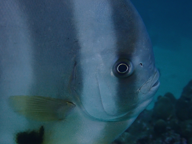 Click to View Longfin Spadefish<br><span style='font-size:12px'><i>Dave & Rose</i></span>