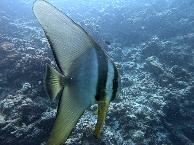 Click to View Longfin Spadefish<br><span style='font-size:12px'><i>Dave & Rose</i></span>