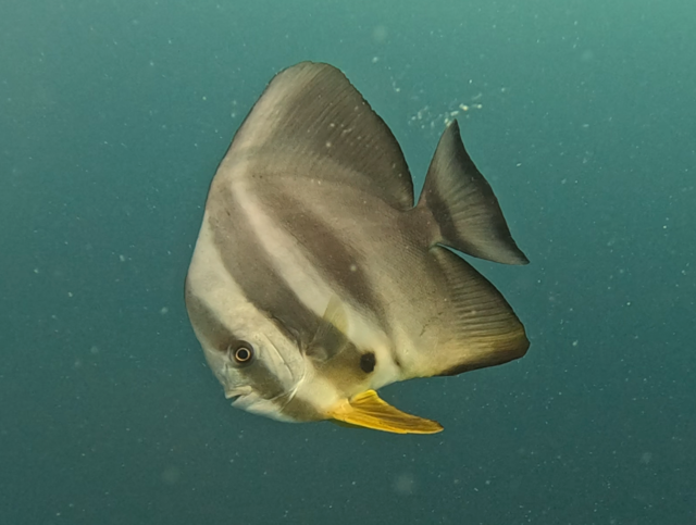 Click to View Longfin Spadefish<br><span style='font-size:12px'><i>Dave & Rose</i></span>