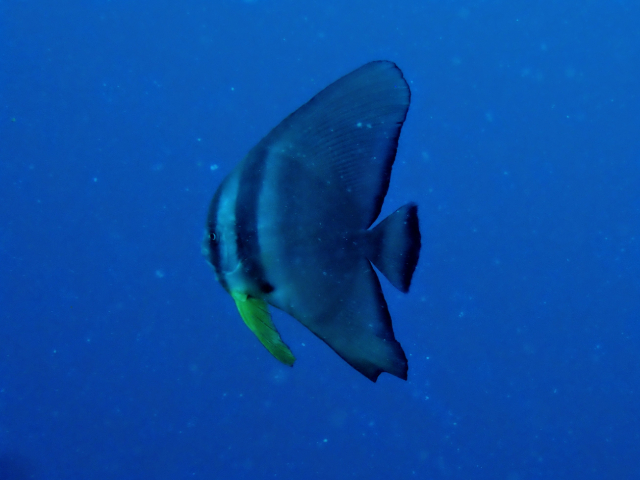 Click to View Longfin Spadefish<br><span style='font-size:12px'><i>Dave & Rose</i></span>