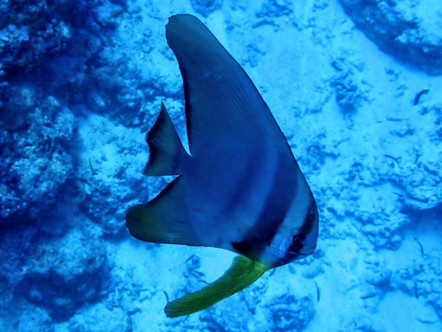 Longfin Spadefish<br><span style='font-size:12px'><i>Dave & Rose</i></span>