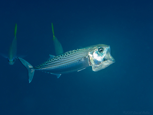 Longjaw Mackerel<br><span style='font-size:12px'><i>Dave & Rose</i>&nbsp&nbspPhilippines&nbsp&nbsp2nd May 2026</span>