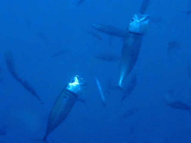 Click to View Longjaw Mackerel<br><span style='font-size:12px'><i>Dave & Rose</i></span>