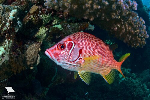 Click to View Longjawed Squirrelfish<br><span style='font-size:12px'><i>iNaturalist</i></span>