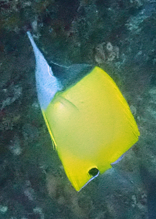 Click to View Longnose Butterflyfish<br><span style='font-size:12px'><i>Dave & Rose</i></span>