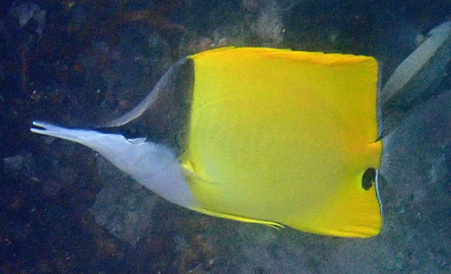 Click to View Longnose Butterflyfish<br><span style='font-size:12px'><i>Dave & Rose</i></span>